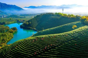 西湖区隐藏着的山野茶乡—龙坞茶村
