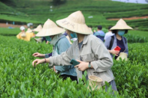 体验绝美村落的治愈系私房茶旅