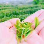 东北+内蒙连线：五大连池-扎龙鹤乡- 海拉尔-满洲里-呼伦贝尔草原双卧7日游